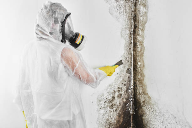 Mold Remediation for Vacation Homes in Pineland, TX